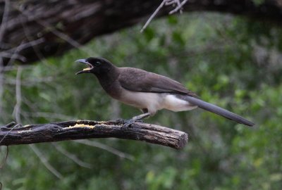 Brown Jay