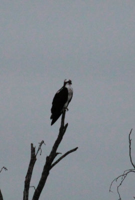 Crested Caracara