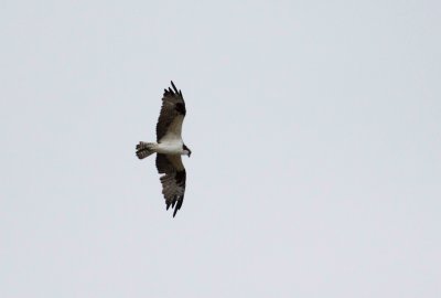 Osprey
