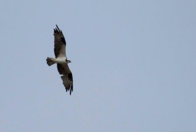 Osprey
