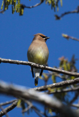 Waxwings