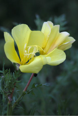 Plains Zinnia