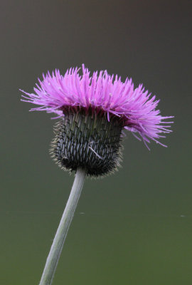 Texas Thistle