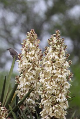 Yucca with Mockingbird