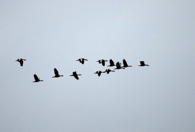 Black Bellied Whistling Ducks