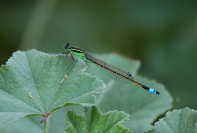 Scarce Blue-tailed Damselfly