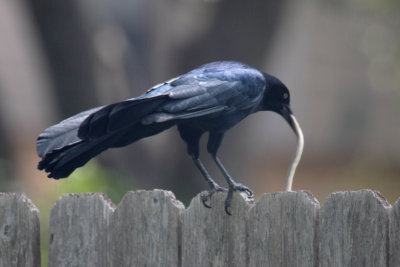 Grackle with snake