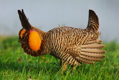 Attwater's Greater Prairie Chicken