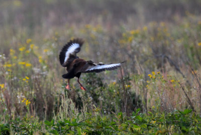 Black-Bellied Whistling Duck