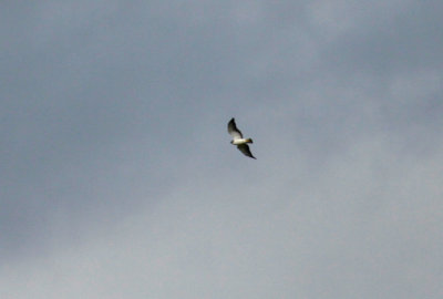 White-Tailed Hawk