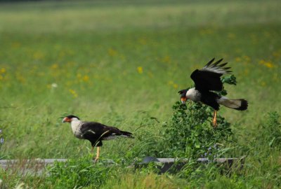Crested Caracaras