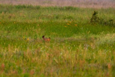 Attwater's Greater Prairie Chicken