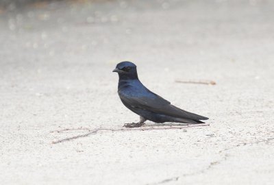 Purple Martin