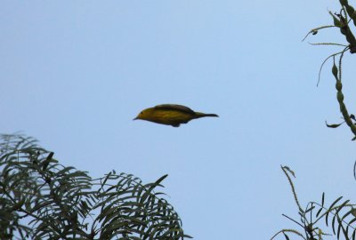 Yellow Warbler
