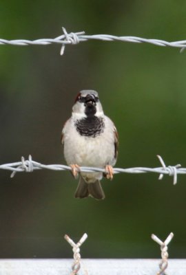 House Sparrow