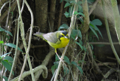 Kentucky Warbler