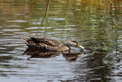 Mallard