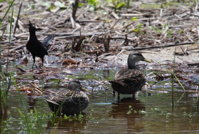 Mallards and Grackle