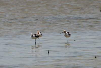 American Avocet