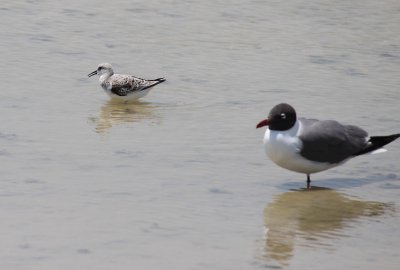 Sanderling and Laughing Gull