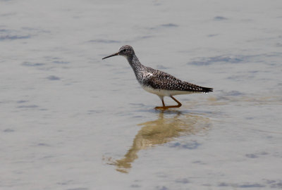 Lesser Yellowlegs