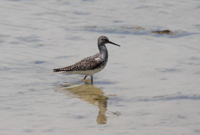 Lesser Yellowlegs