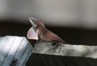 Lizard