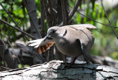 Eurasian Collared Dove