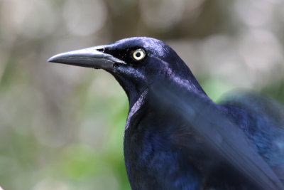 Great-tailed Grackle
