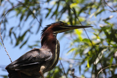 Green Heron