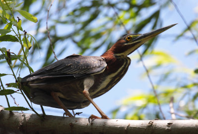 Green Heron