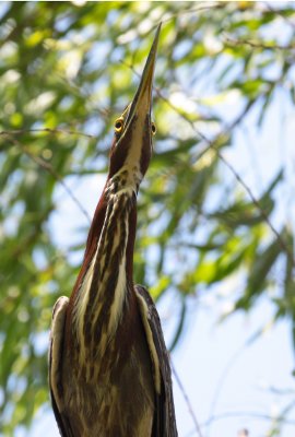 Green Heron