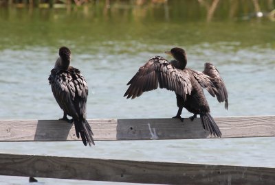 Double-crested Cormorants