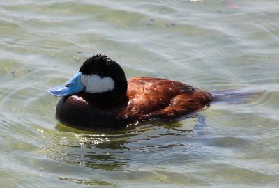 Ruddy Duck