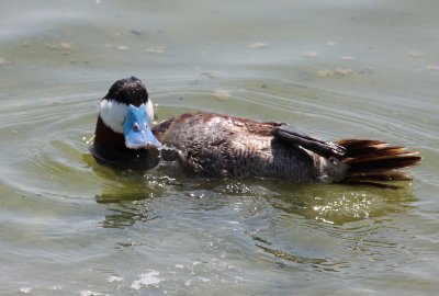 Ruddy Duck belly roll