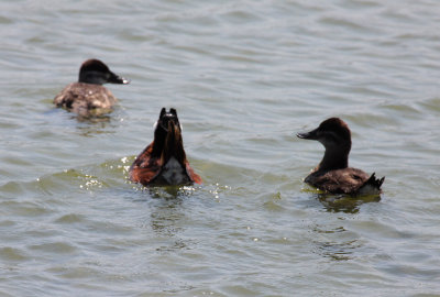 Ruddy Duck strut