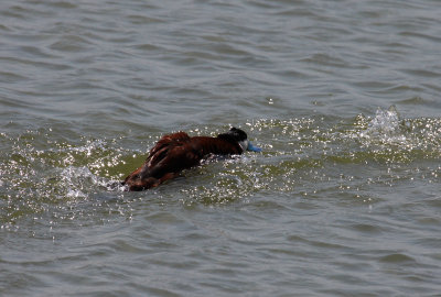 Ruddy Duck in pursuit