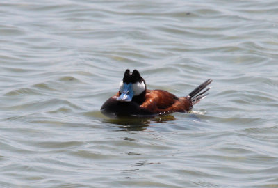 Ruddy Duck