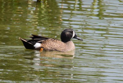 Blue-winged Teal