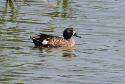 Blue-winged Teal