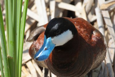 Ruddy Duck