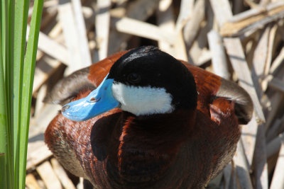 Ruddy Duck