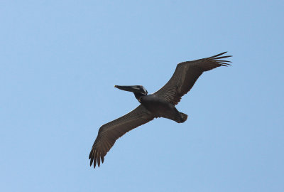 Brown Pelican
