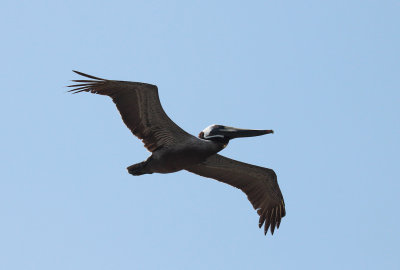 Brown Pelican