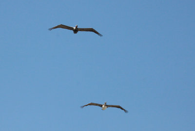 Brown Pelicans