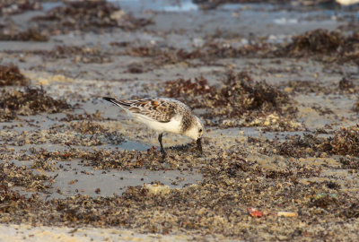 Sanderling