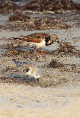 Ruddy Turnstone and Sanderling