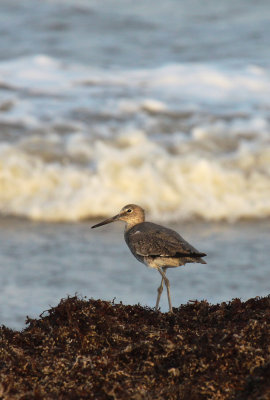 Willet