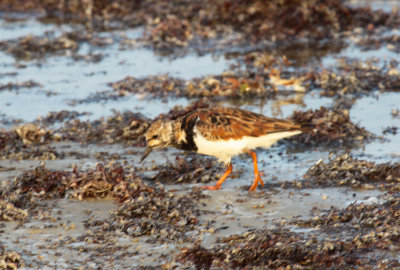 Ruddy Turnstone