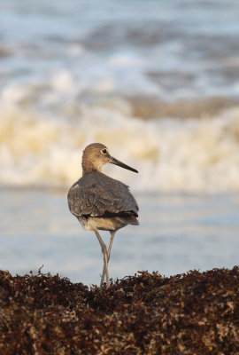 Willet